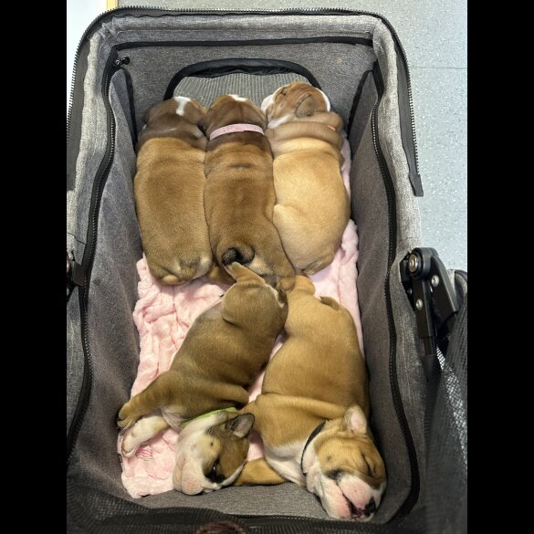 English Bulldog - Both