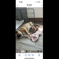 English Bulldog - Both