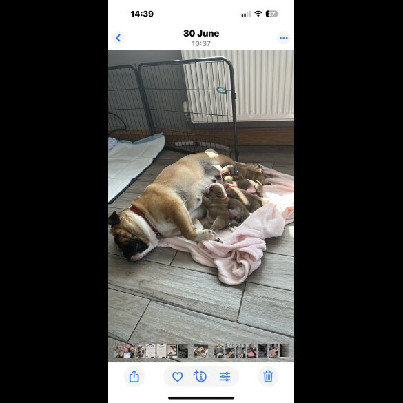 English Bulldog - Both