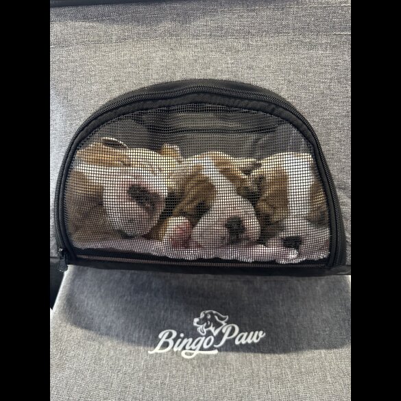 English Bulldog - Both