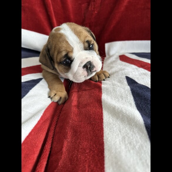 English Bulldog - Both