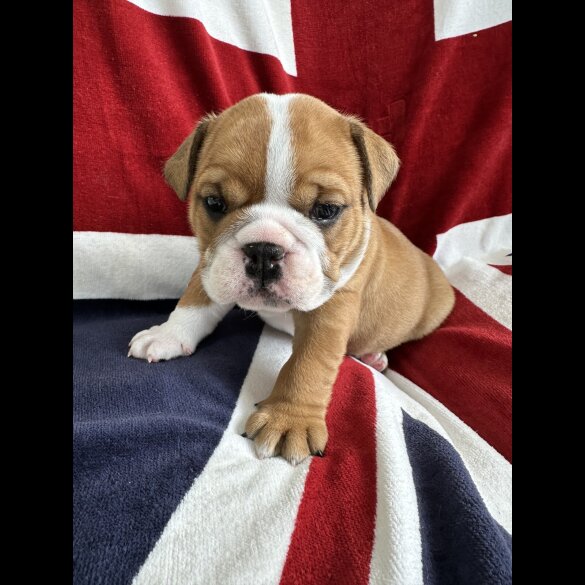 English Bulldog - Both