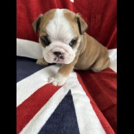 English Bulldog - Both