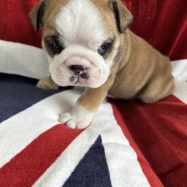 English Bulldog - Both