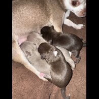 Chihuahua - Both