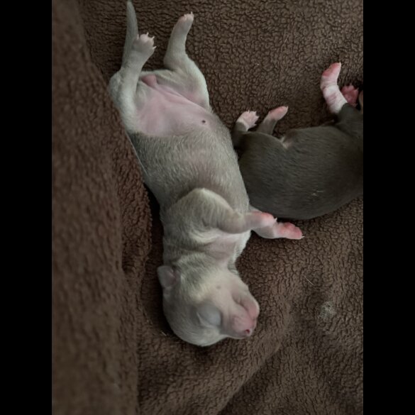 Chihuahua - Both