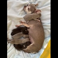Chihuahua - Both