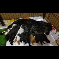 Cocker Spaniel (Working &amp; Show) - Both