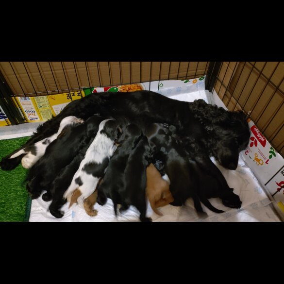 Cocker Spaniel (Working &amp; Show) - Both