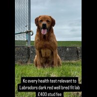 Labrador Retriever
