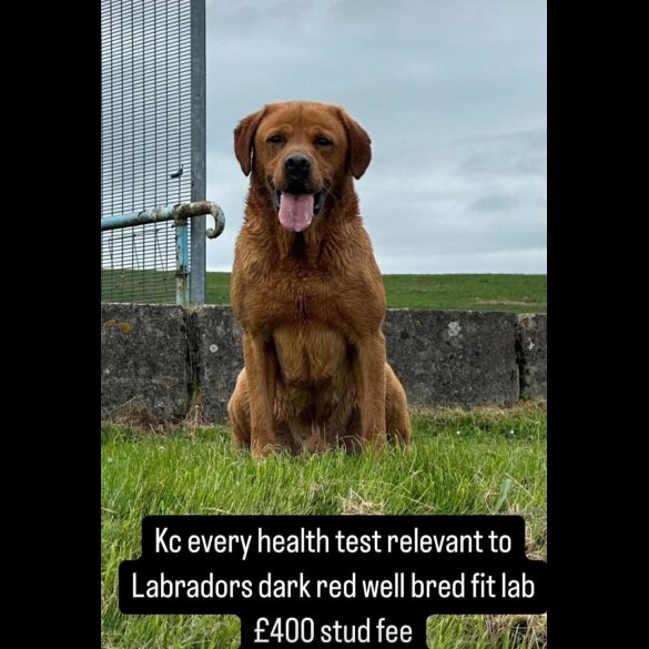 Labrador Retriever
