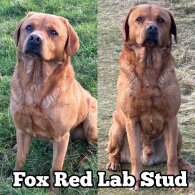 Labrador Retriever