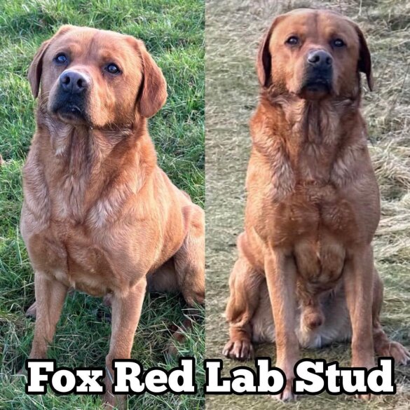 Labrador Retriever
