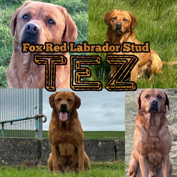 Labrador Retriever