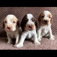 Cocker Spaniel (Working &amp; Show) - Both