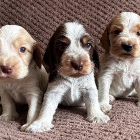 Cocker Spaniel (Working &amp; Show) - Both
