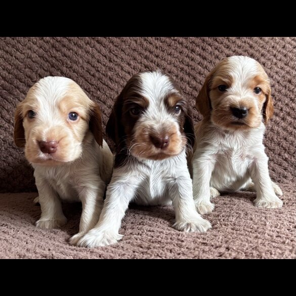 Cocker Spaniel (Working &amp; Show) - Both