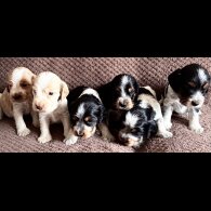 Cocker Spaniel (Working &amp; Show) - Both