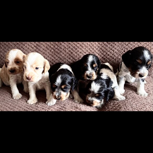 Cocker Spaniel (Working &amp; Show) - Both