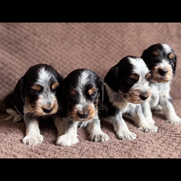 Cocker Spaniel (Working &amp; Show) - Both