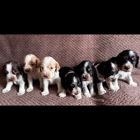 Cocker Spaniel (Working &amp; Show) - Both