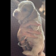 Cocker Spaniel (Working &amp; Show) - Both