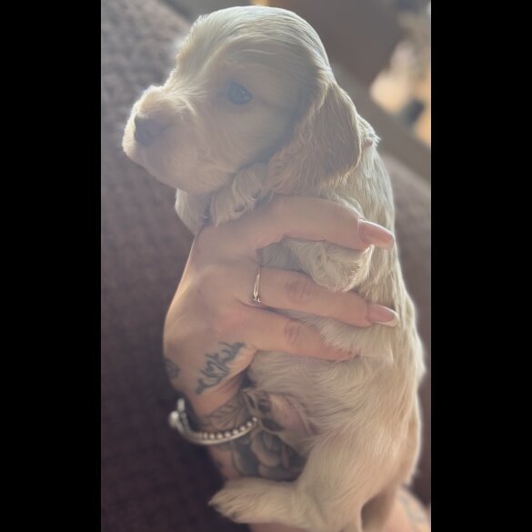 Cocker Spaniel (Working &amp; Show) - Both