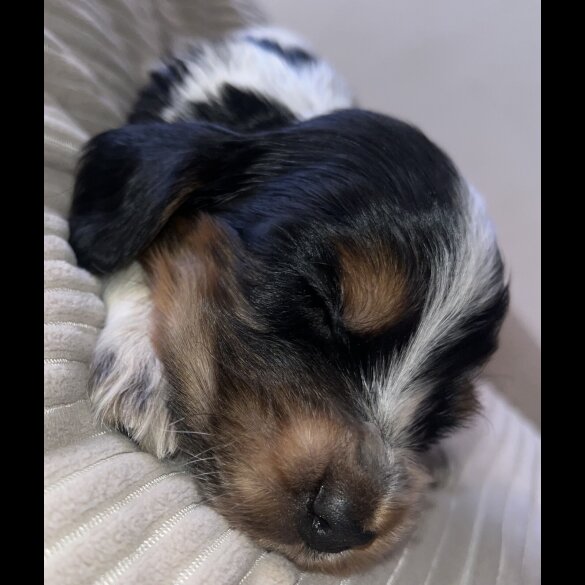 Cocker Spaniel (Working &amp; Show) - Both