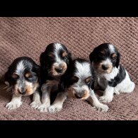 Cocker Spaniel (Working &amp; Show) - Both