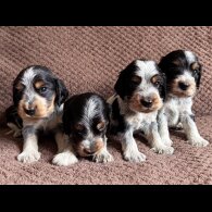 Cocker Spaniel (Working &amp; Show) - Both