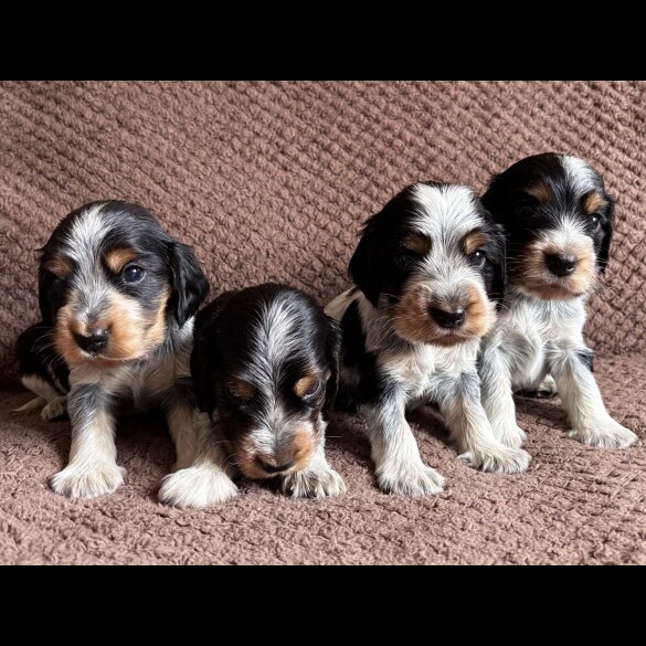 Cocker Spaniel (Working &amp; Show) - Both