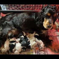 Cocker Spaniel (Working &amp; Show) - Both