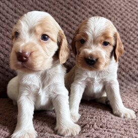 Cocker Spaniel (Working &amp; Show) - Both