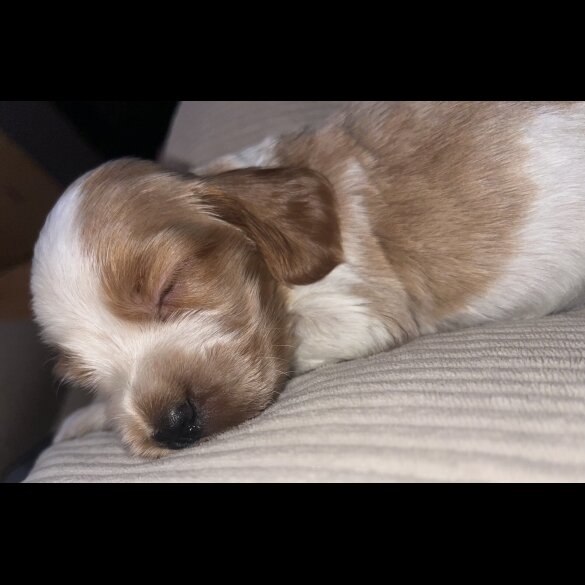 Cocker Spaniel (Working &amp; Show) - Both
