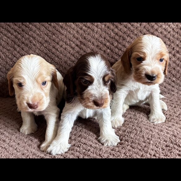 Cocker Spaniel (Working &amp; Show) - Both