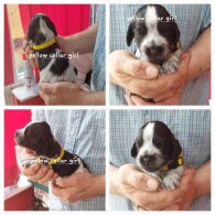 Cocker Spaniel (Working &amp; Show) - Both