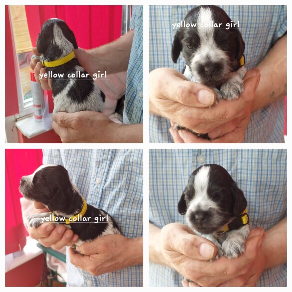 Cocker Spaniel (Working &amp; Show) - Both