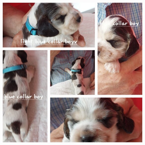 Cocker Spaniel (Working &amp; Show) - Both