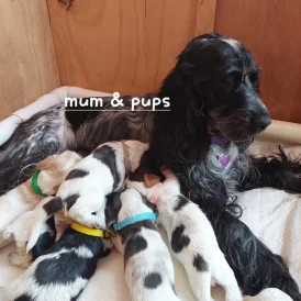 Cocker Spaniel (Working &amp; Show) - Both
