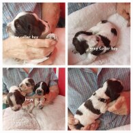 Cocker Spaniel (Working &amp; Show) - Both