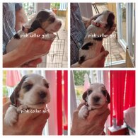Cocker Spaniel (Working &amp; Show) - Both