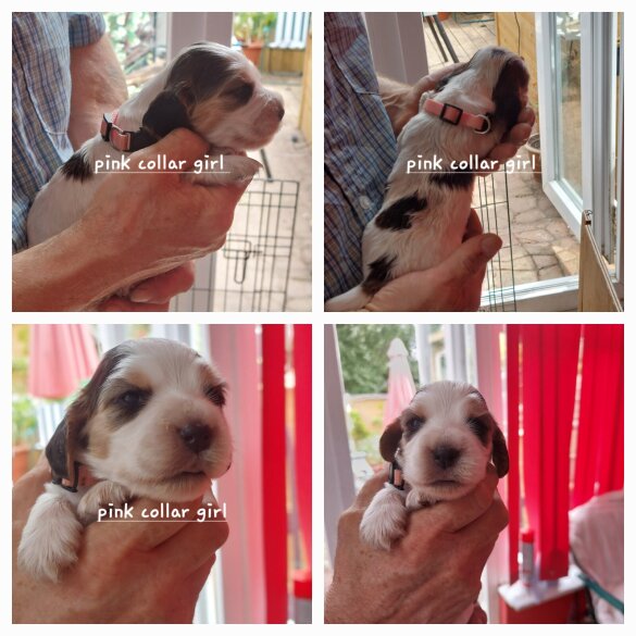 Cocker Spaniel (Working &amp; Show) - Both