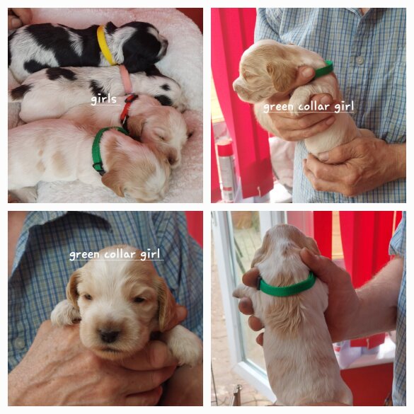 Cocker Spaniel (Working &amp; Show) - Both