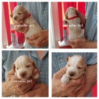 Cocker Spaniel (Working &amp; Show) - Both