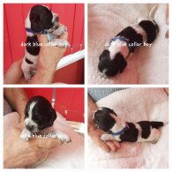 Cocker Spaniel (Working &amp; Show) - Both