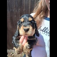 Cocker Spaniel (Working &amp; Show) - Both
