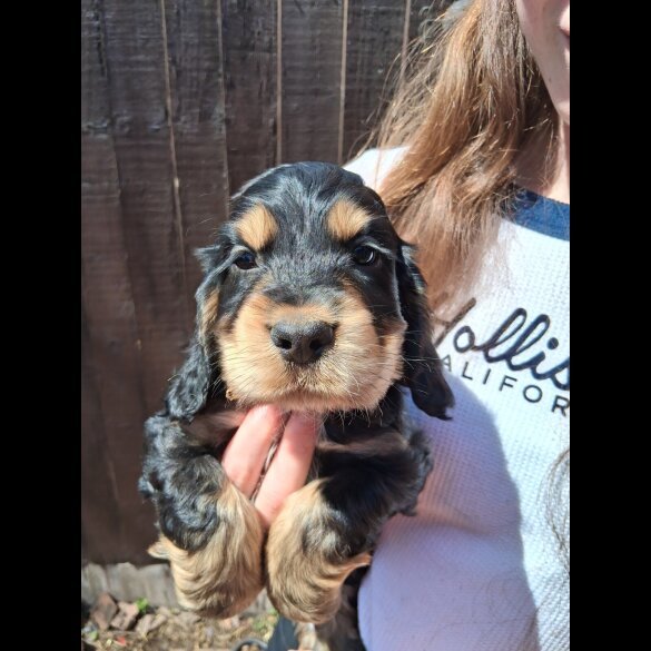 Cocker Spaniel (Working &amp; Show) - Both