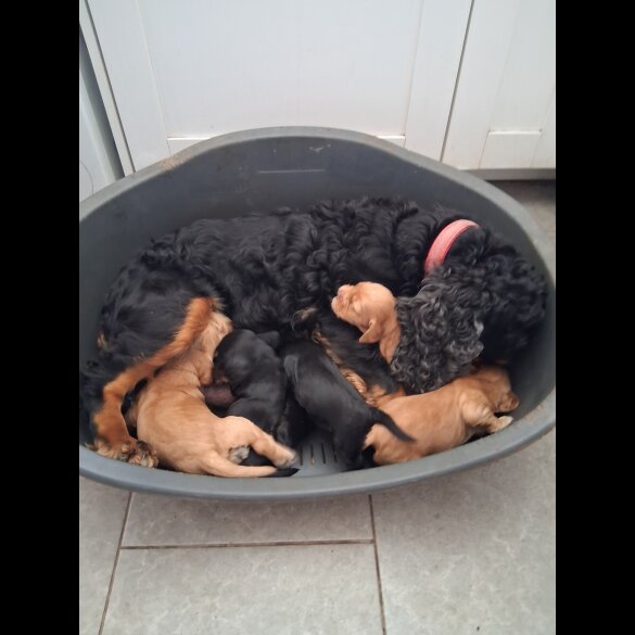 Cocker Spaniel (Working &amp; Show) - Both