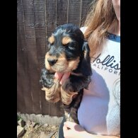 Cocker Spaniel (Working &amp; Show) - Both