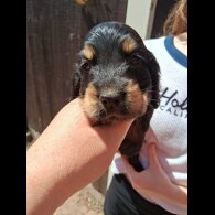 Cocker Spaniel (Working &amp; Show) - Both